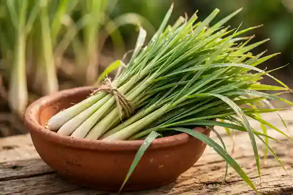 लेमनग्रास (Lemongrass)