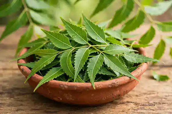 नीम (Neem)